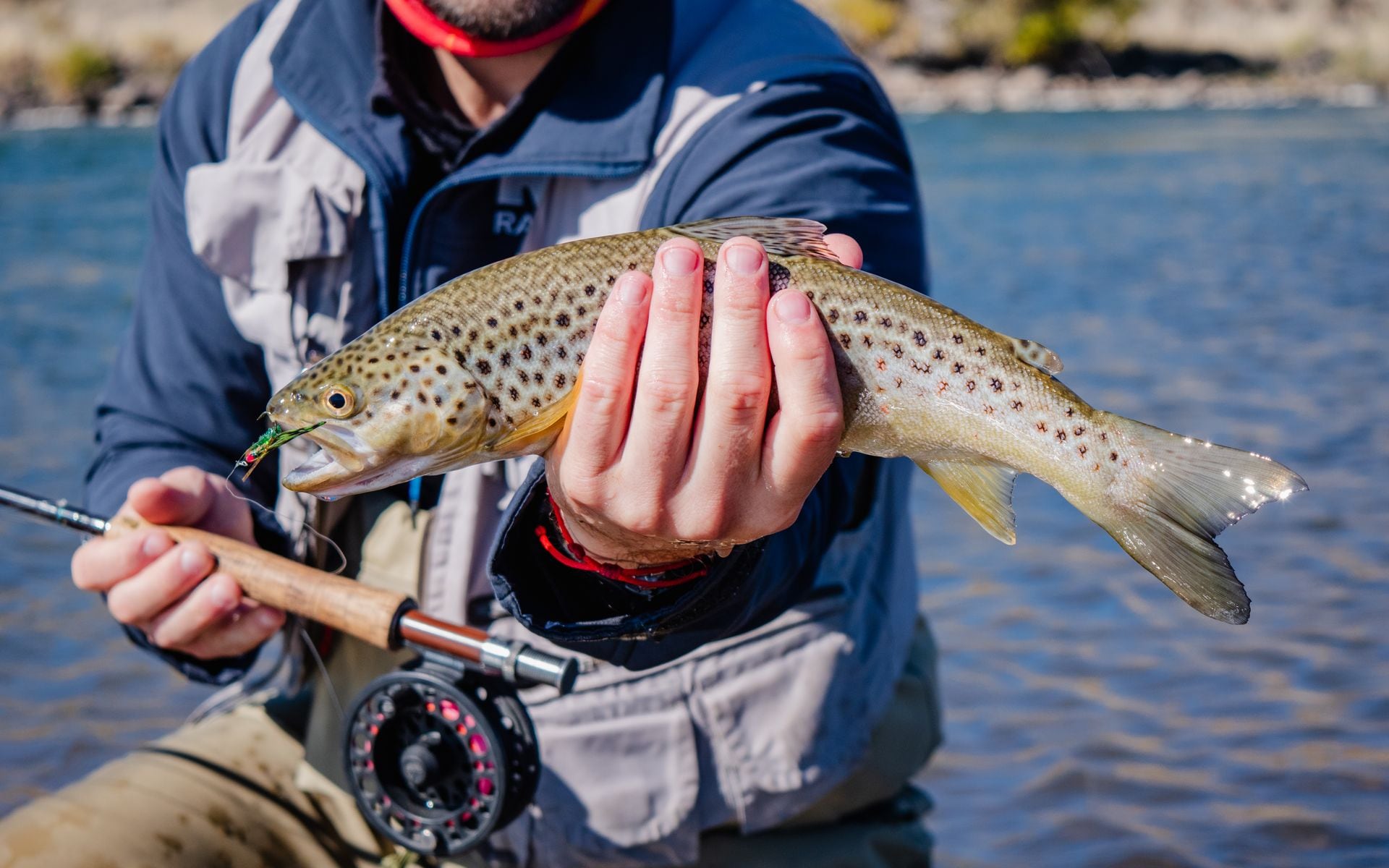 An angler wading the Madison River near Ennis, Montana, casting a fly line on a clear late-summer morning with the Madison Range in the background