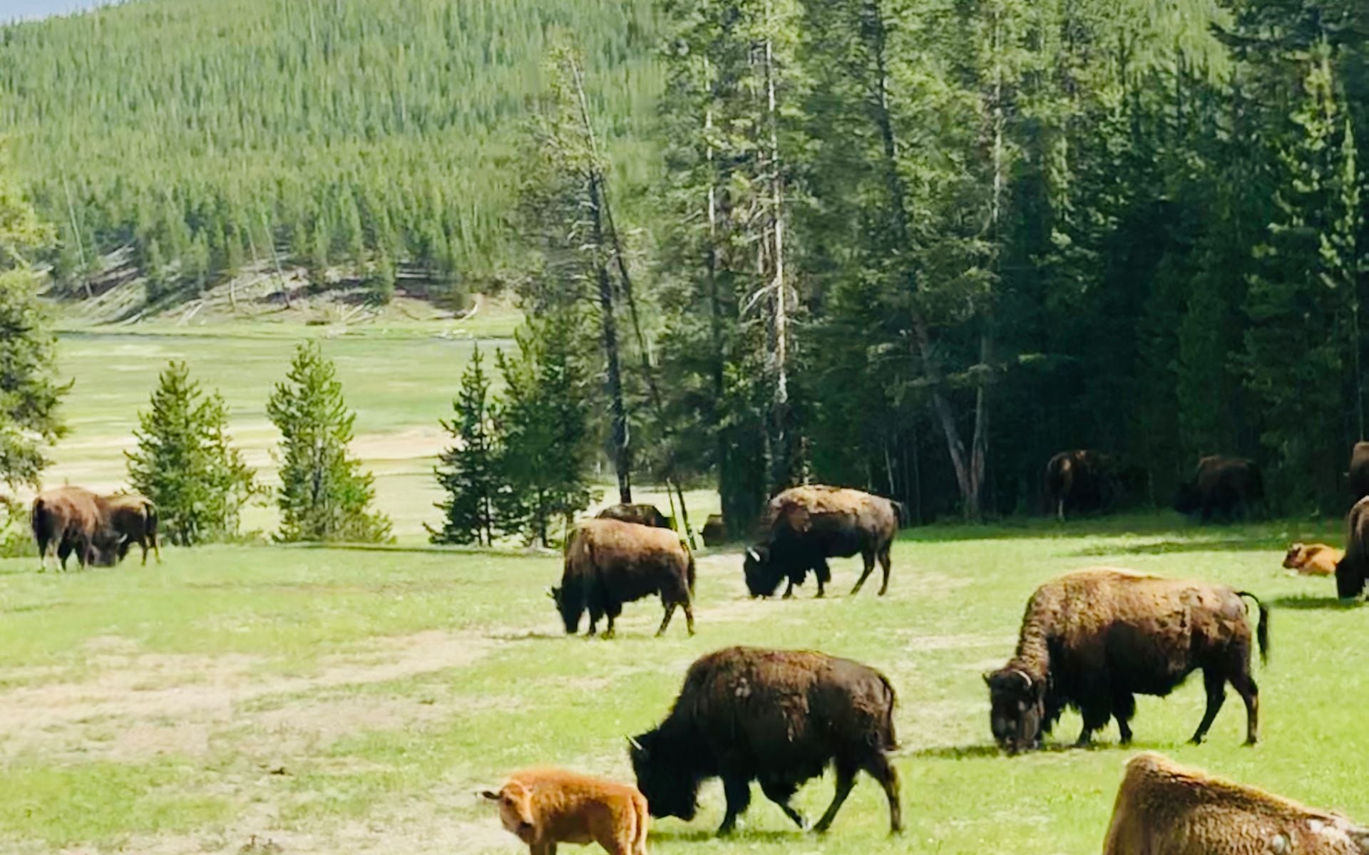 Best Places to See Wildlife in Montana