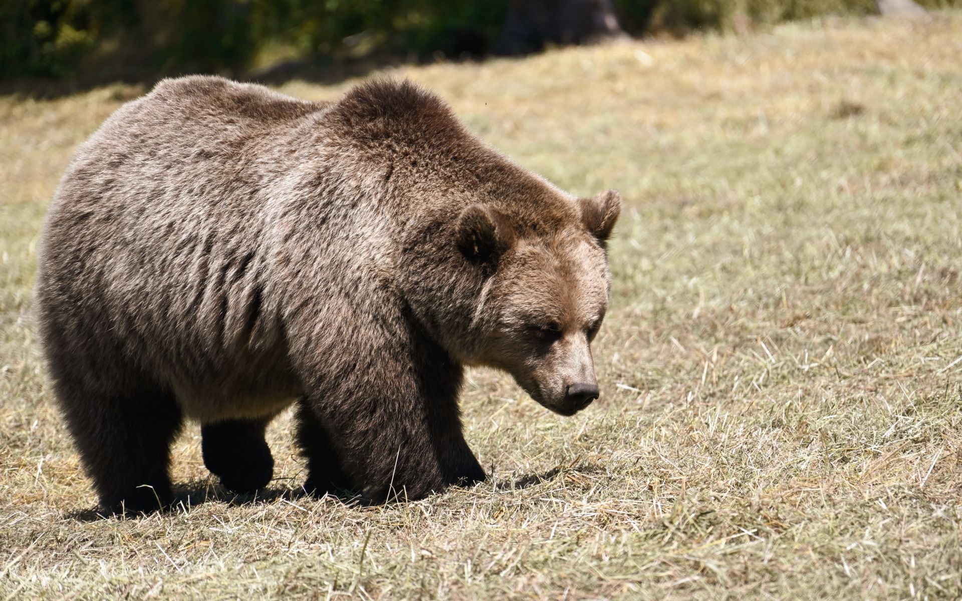 Wildlife and Bear Safety in Montana