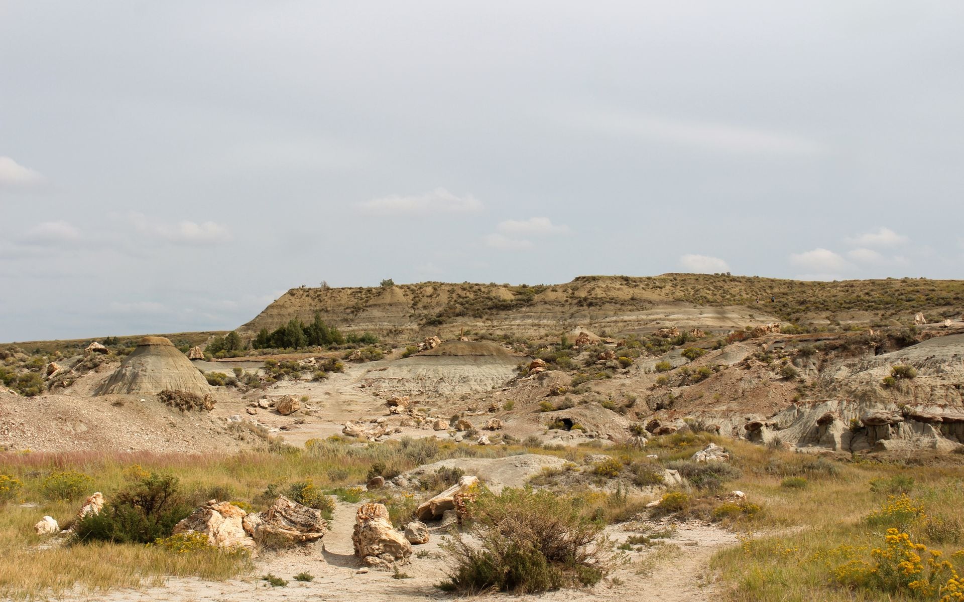 Eroded badlands and pine-dotted buttes of Makoshika State Park in southeast Montana