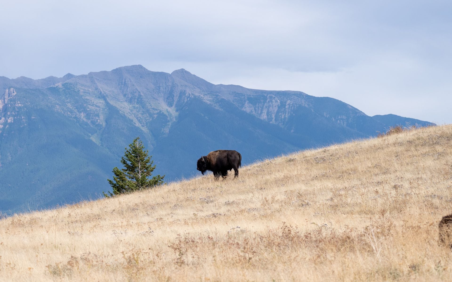 Wildlife Watching in Montana